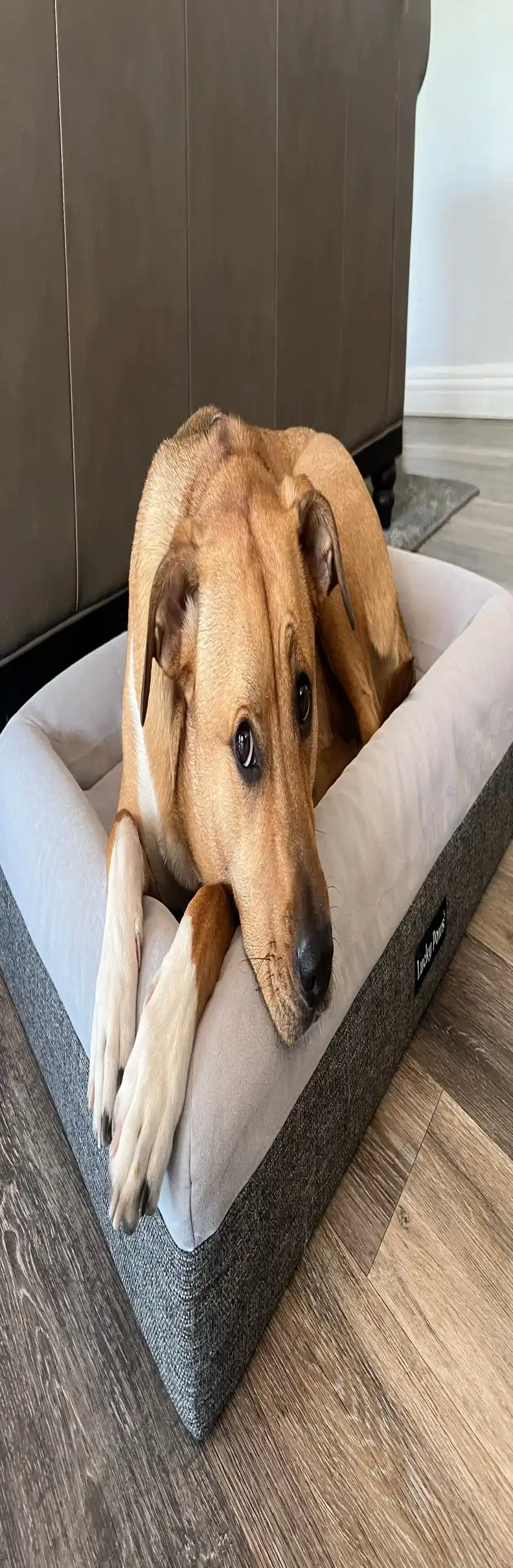 PawsLife orthopedic foam dog bed